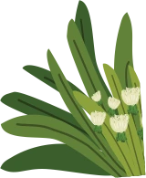 balibaug website texture element showing tulip flower plant